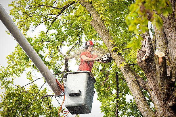 Reliable Gardendale, AL Tree Service Solutions